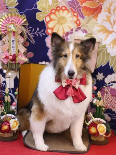 20240123ココちゃん